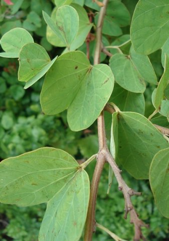 Bauhinia galpinii leaves